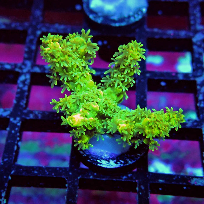 Fuzzy Blue-Green-Yellow Acro