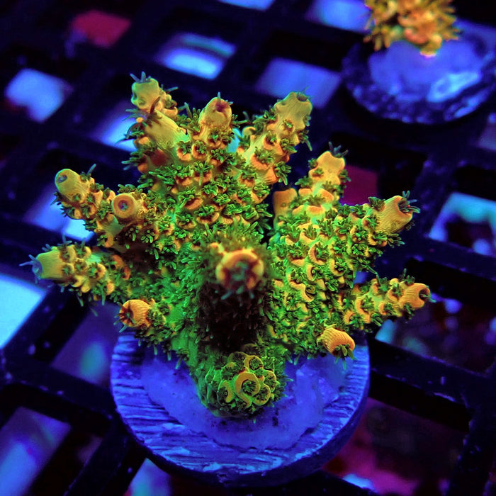 REx Green Red Tips Hyacinthus Acro