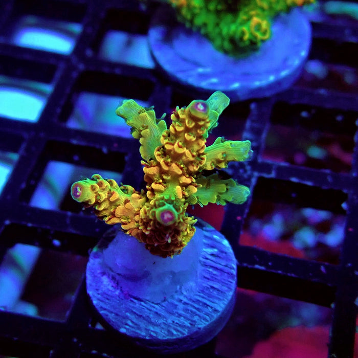 REx Apache Quadricolor Acro