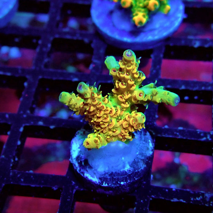 REx Apache Quadricolor Acro