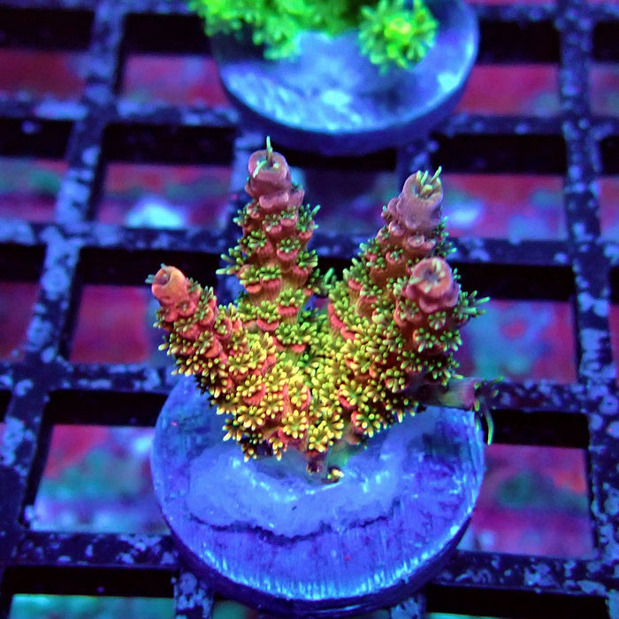Rainbow Hyacinthus Acro