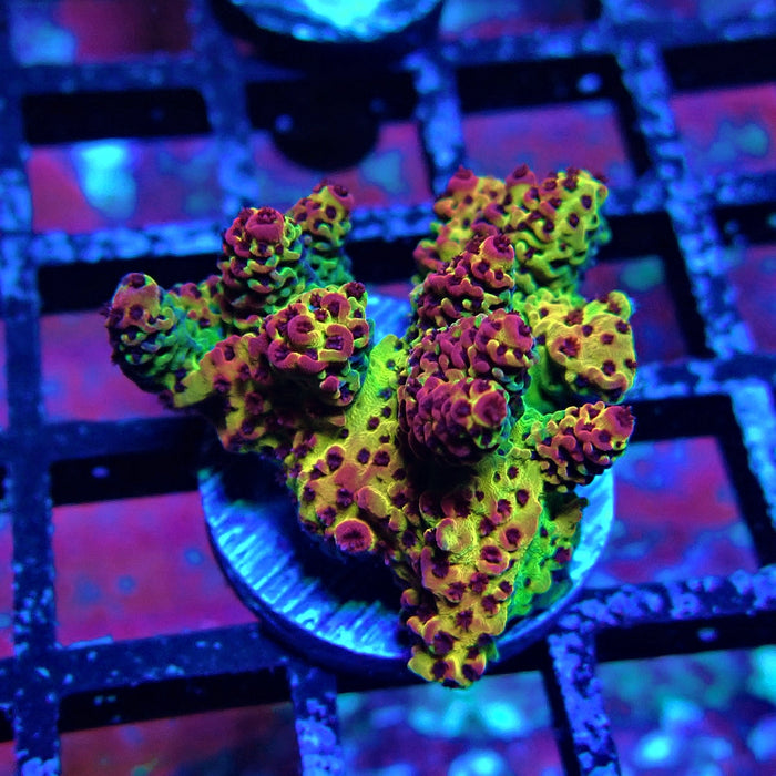 Mille Rainbow Acro