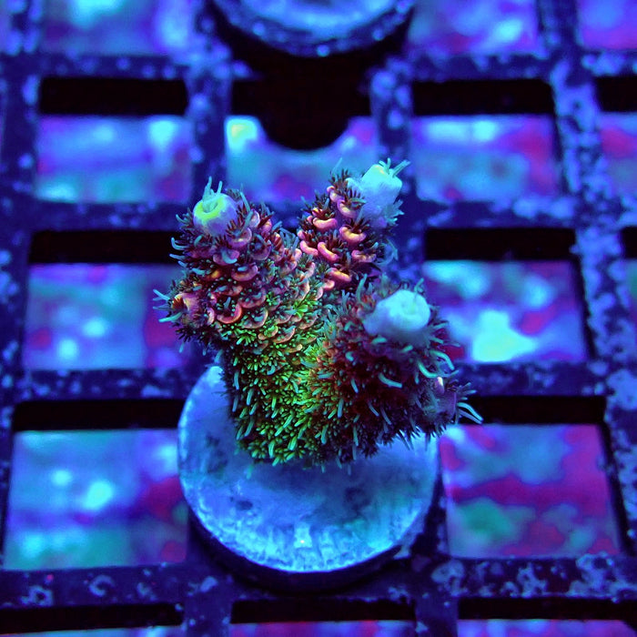 REx Quadricolor Mille Acro