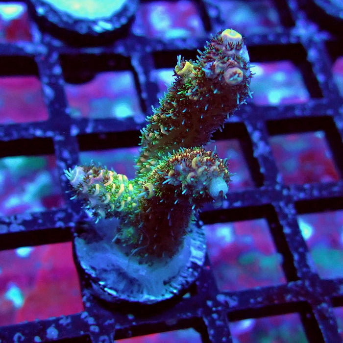 REx Quadricolor Mille Acro