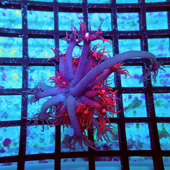 Goniopora Ultra Grade