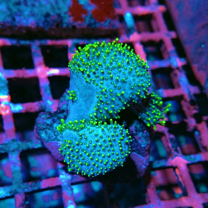 Leather Toadstool Coral