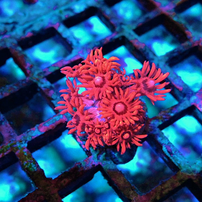 Goniopora Super Ultra