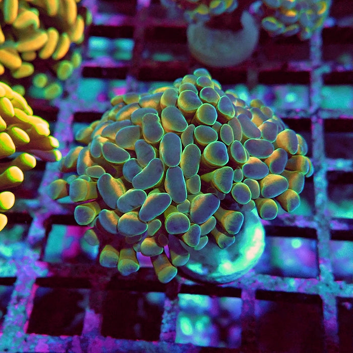 Euphyllia Hologram Reddish Branch Hammer