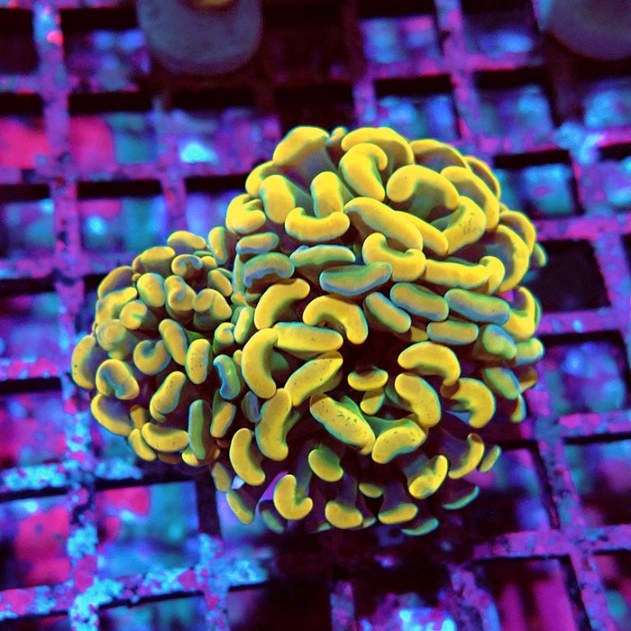 Euphyllia Orange Branch Hammer