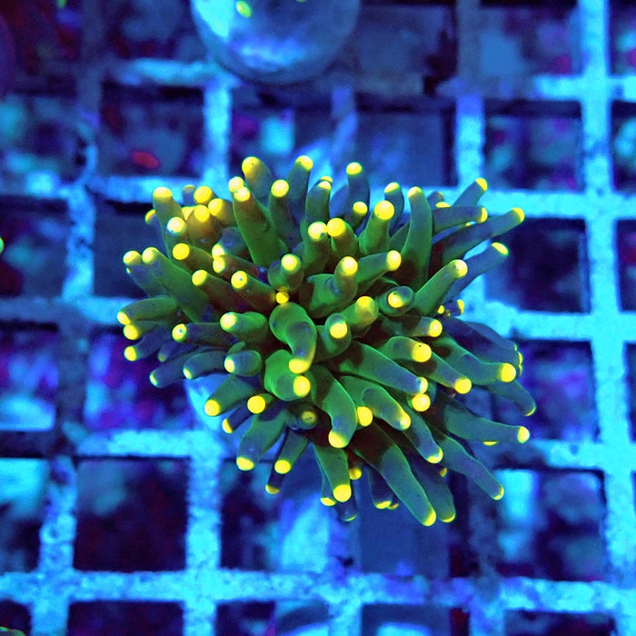 Euphyllia Dark Green Orange Tips Torch