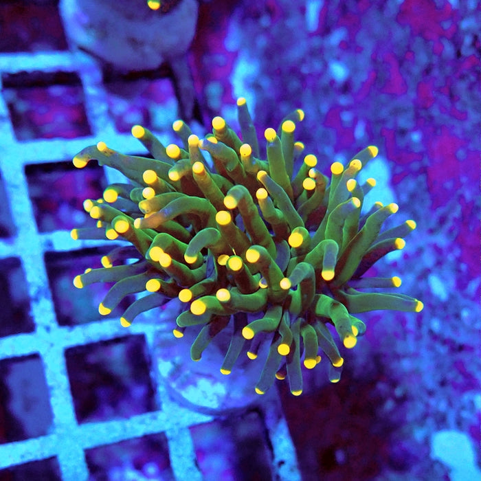 Euphyllia Dark Green Orange Tips Torch