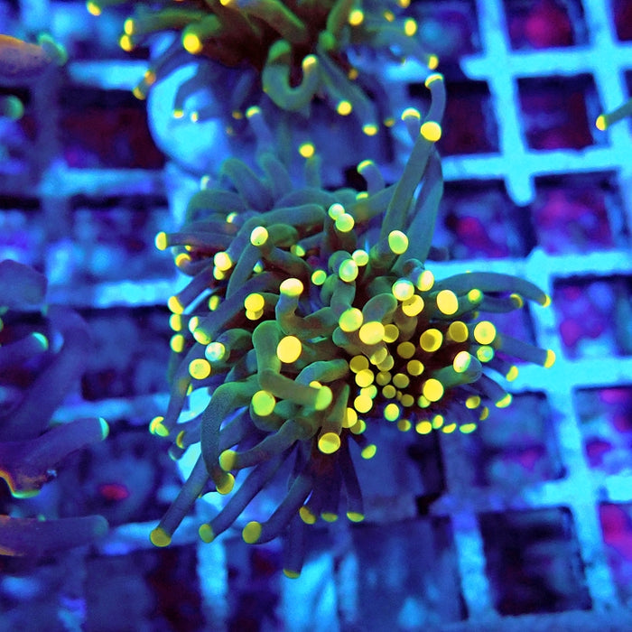 Euphyllia Dark Green Orange Tips Torch
