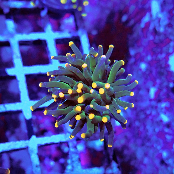Euphyllia Dark Green Orange Tips Torch