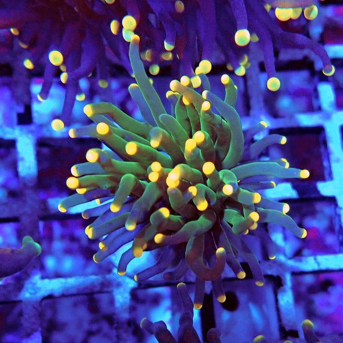 Euphyllia Dark Green Orange Tips Torch