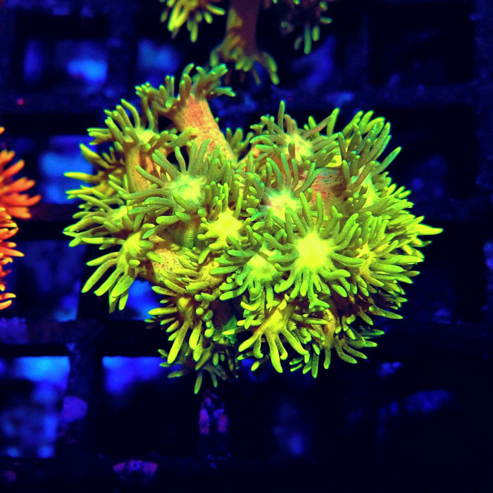 Ultra Goniopora Frag (7)