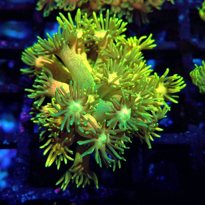 Ultra Goniopora Frag (7)