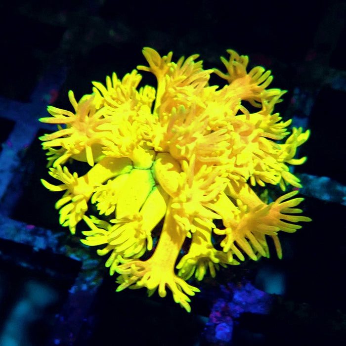 Ultra Goniopora Frag (4)