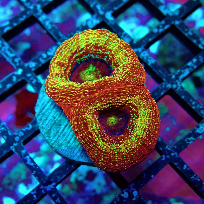 Acan Bower Frag