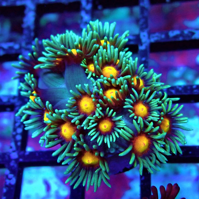 Bluish-Orange Center Goniopora Frag (Long Polyps)