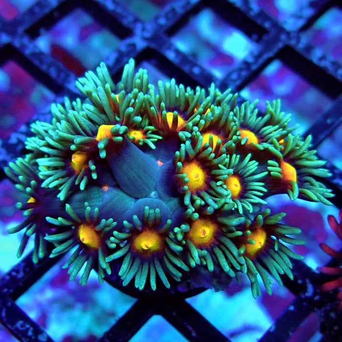 Bluish-Orange Center Goniopora Frag (Long Polyps)