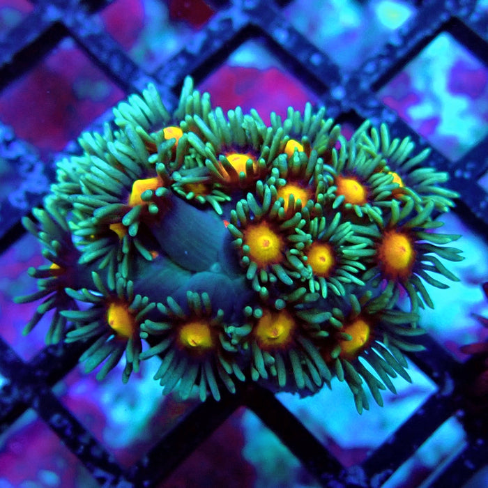 Bluish-Orange Center Goniopora Frag (Long Polyps)
