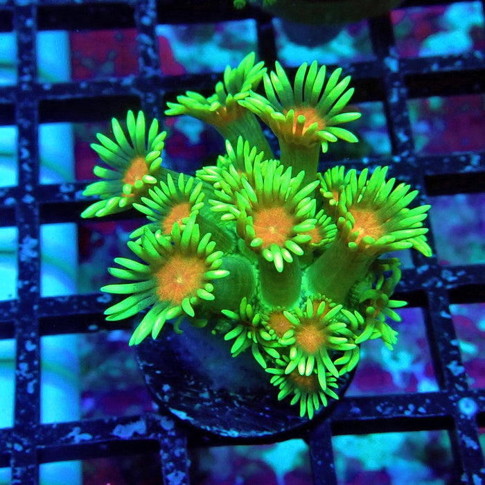 Bright Mint Goniopora Frag (Long Polyp)