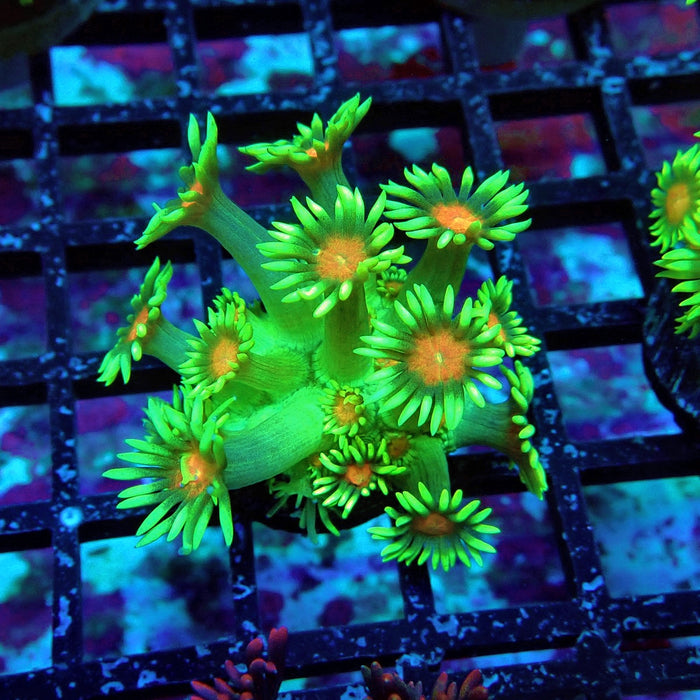Bright Mint Goniopora Frag (Long Polyp)