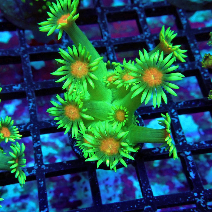 Bright Mint Goniopora Frag (Long Polyp)