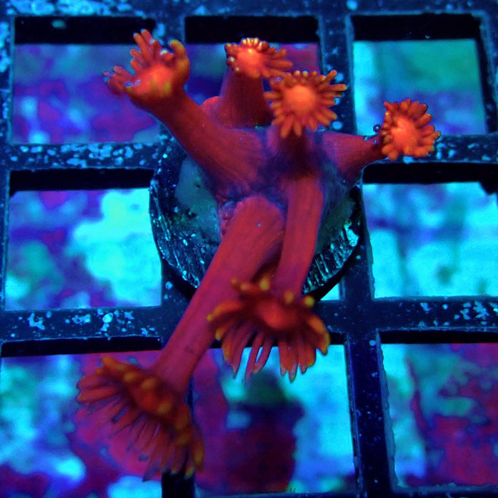 Red Goniopora Frag