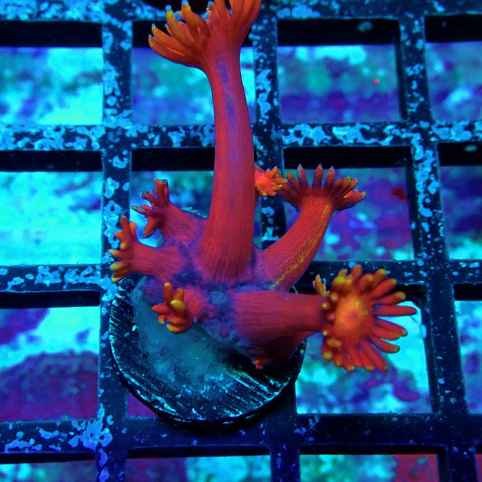 Red Goniopora Frag