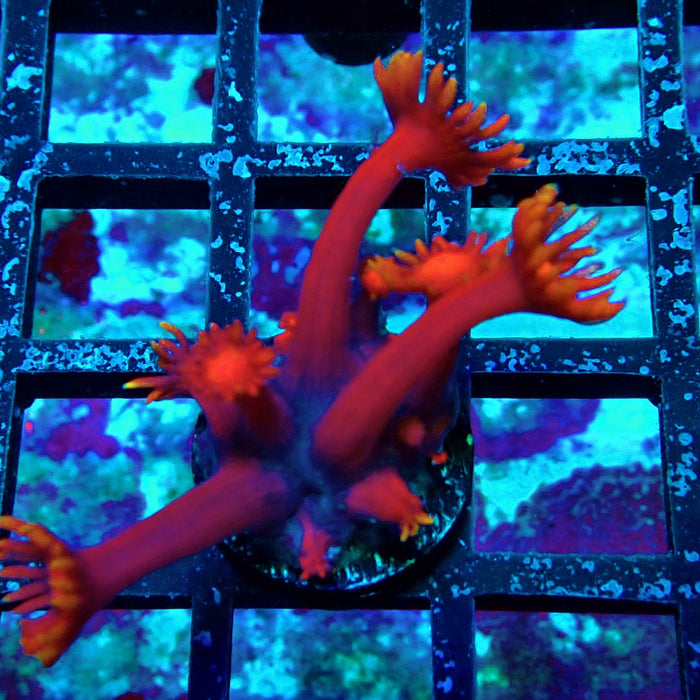 Red Goniopora Frag