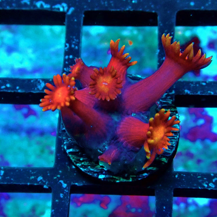 Red Goniopora Frag