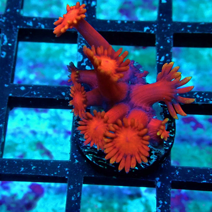 Red Goniopora Frag