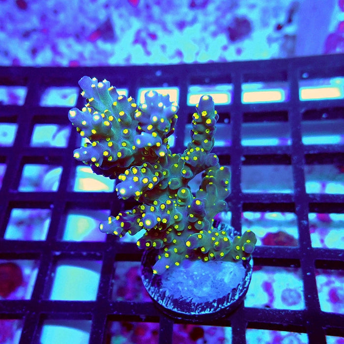 REx Blue Galaxy Acro