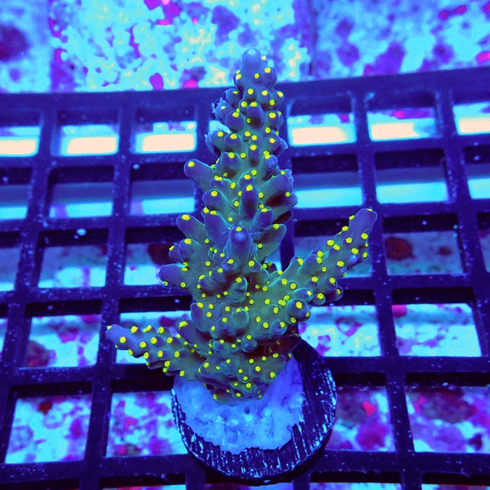 REx Blue Galaxy Acro