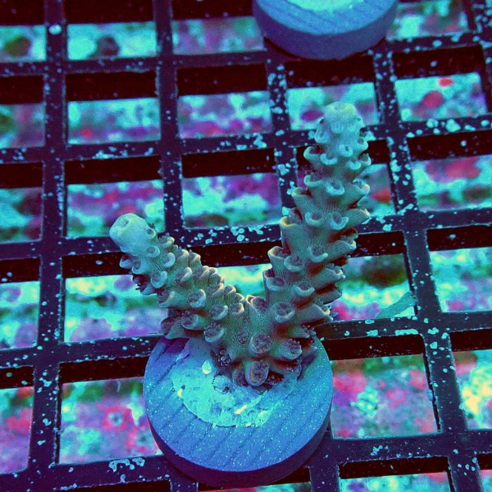 RARE Purple Orange Scales Acro