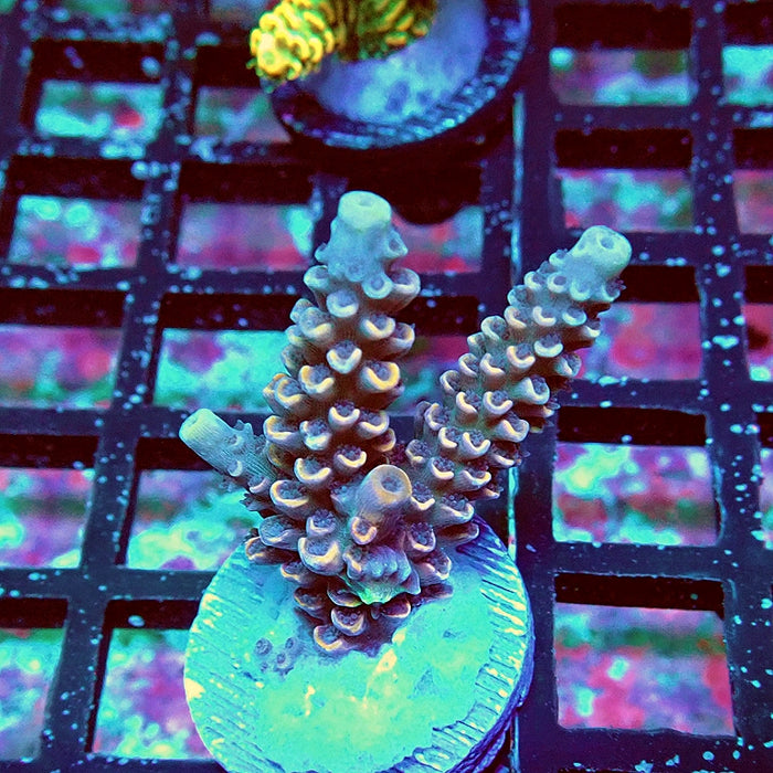 RARE Purple Orange Scales Acro