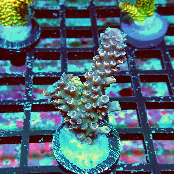 RARE Purple Orange Scales Acro