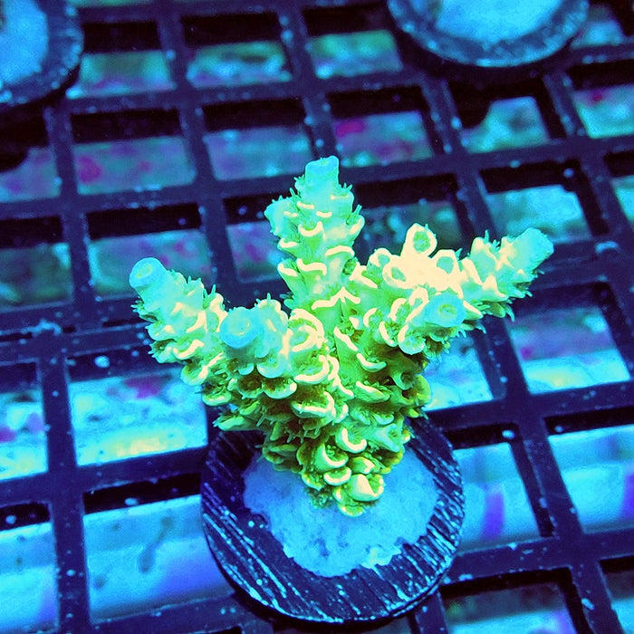 Tenuis Green Pink Scales Acro