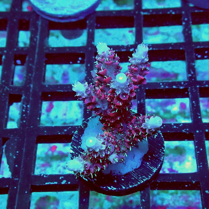 Millepora Premium Contrast Rainbow Acro