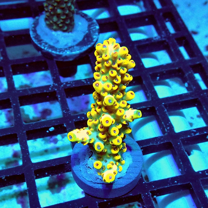 Premium Gold Caesarea Acro