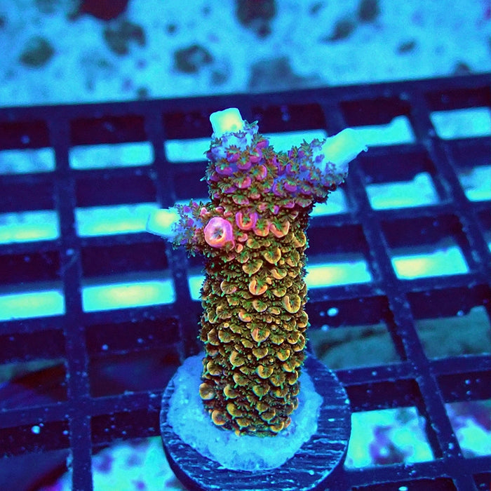 Wild Golden Stallion Stag Acro