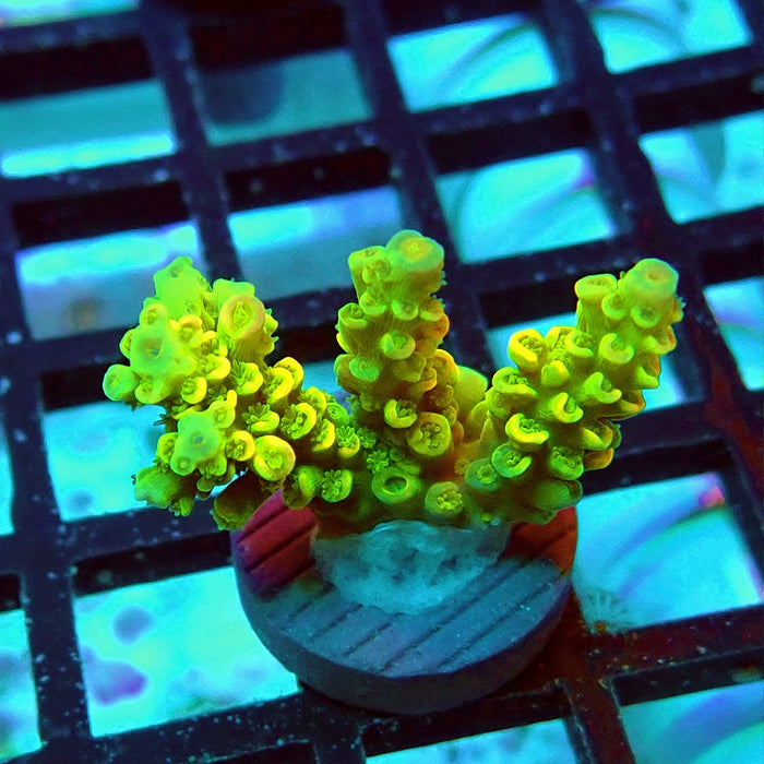 Tenuis Crazy Bright Yellow Red Scales Premium Acro