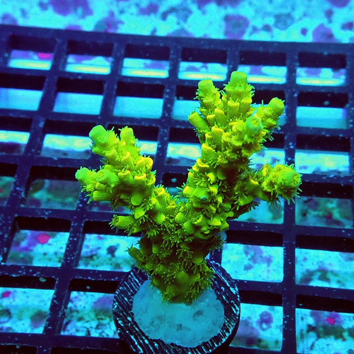 Tenuis Ultra Green Acro