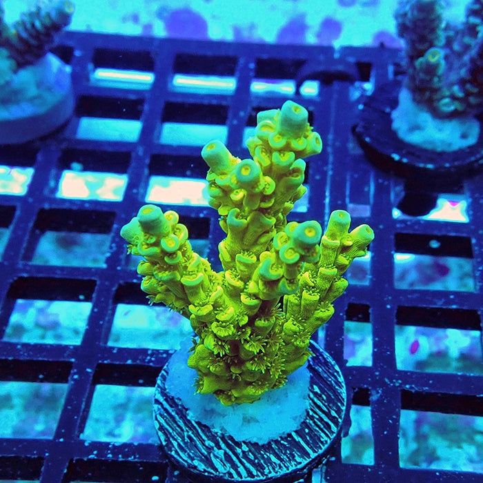 Tenuis Ultra Green-Yellow Blue Tips Acro