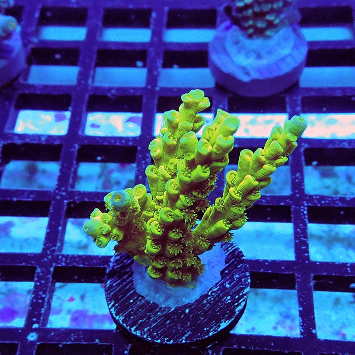Tenuis Ultra Green-Yellow Blue Tips Acro
