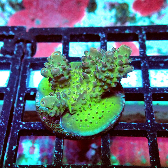 Colored Acro Frag
