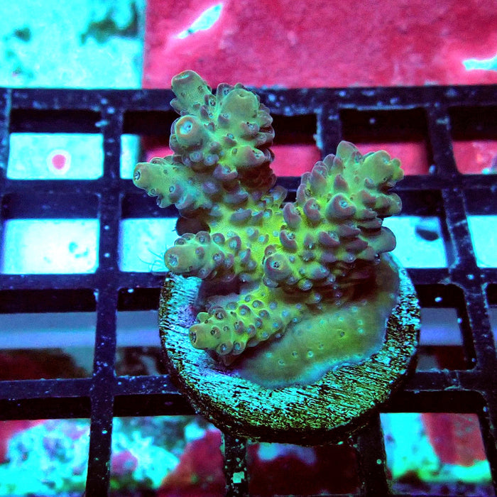 Colored Acro Frag