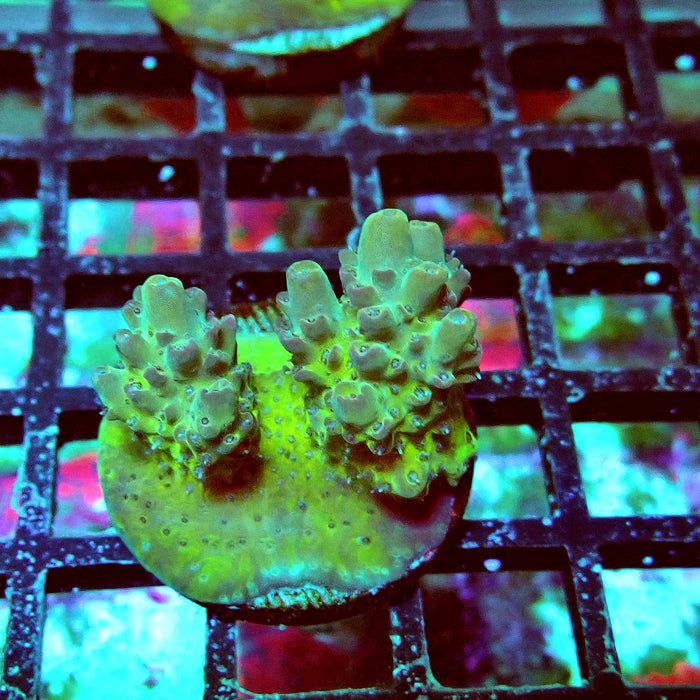 Colored Acro Frag
