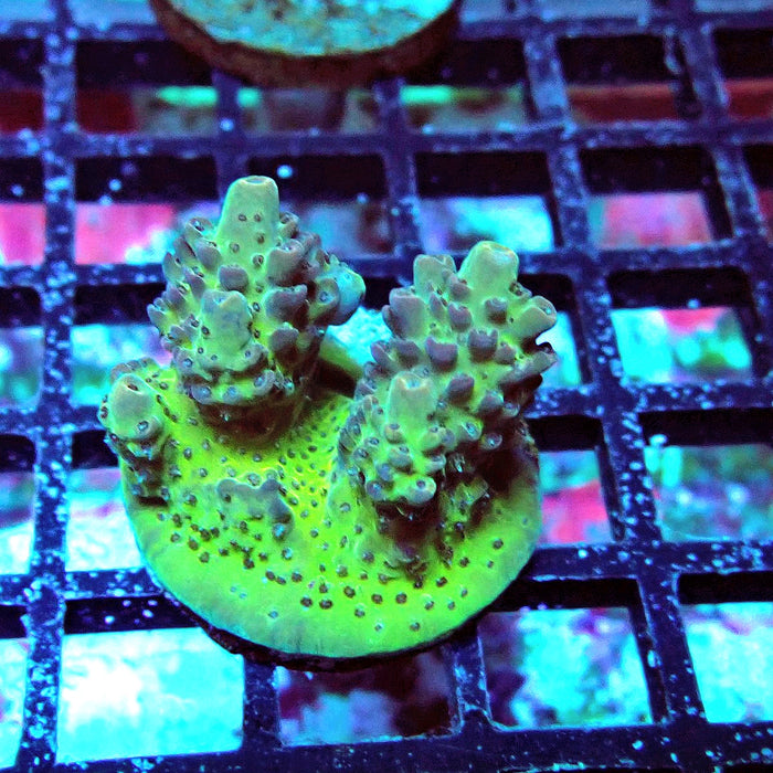 Colored Acro Frag